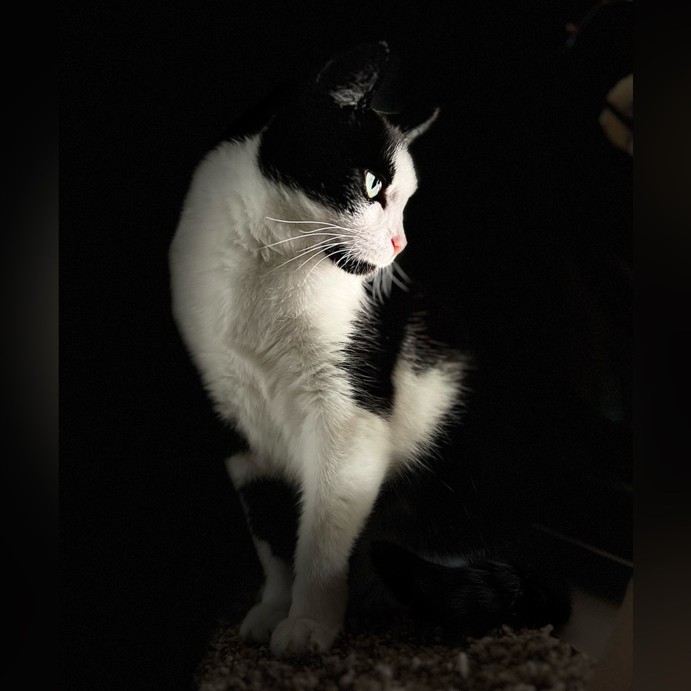 Meet your Posher & our kitties!! - Picture 15 of 16